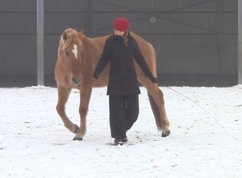 Horsefulness circling at liberty Horsefulness circling at liberty