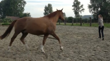 The-boomerang-horsemanship-Featured image