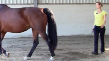 easy-herding-Featured image