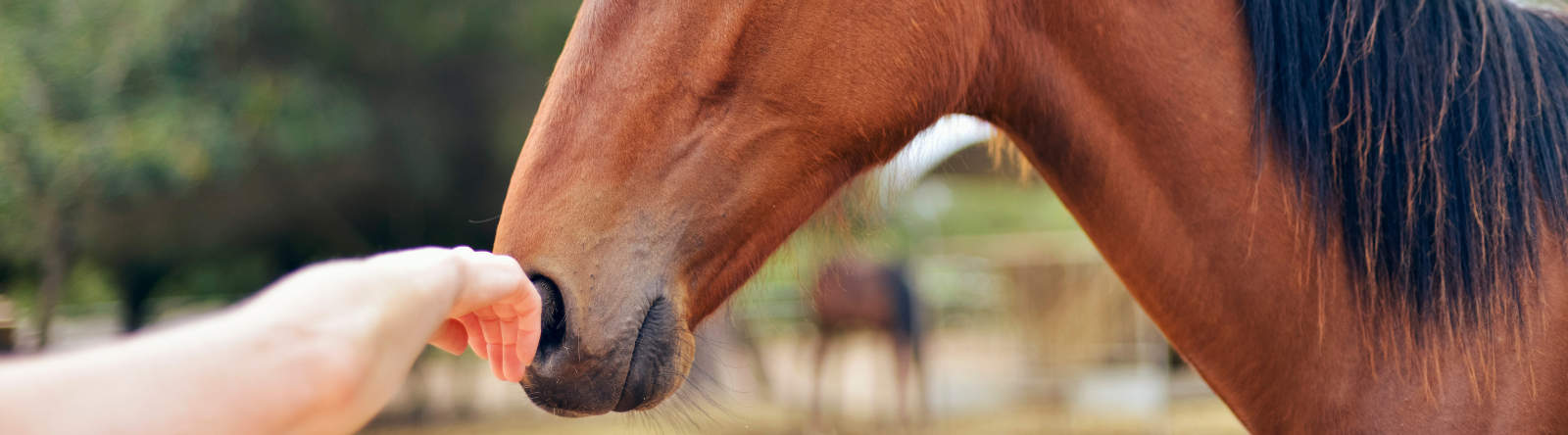greet and go liberty connection training greet and go liberty connection training