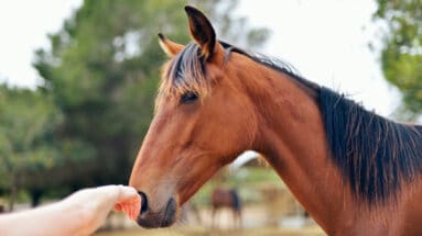 greet and go liberty connection training Featured image
