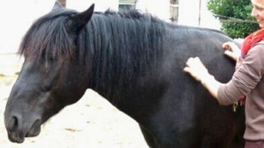 greet and groom Featured image