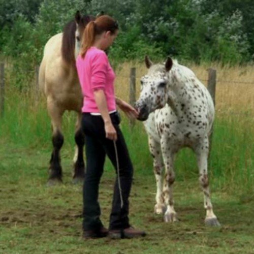 greeting your horse respecting boundaries greeting your horse respecting boundaries