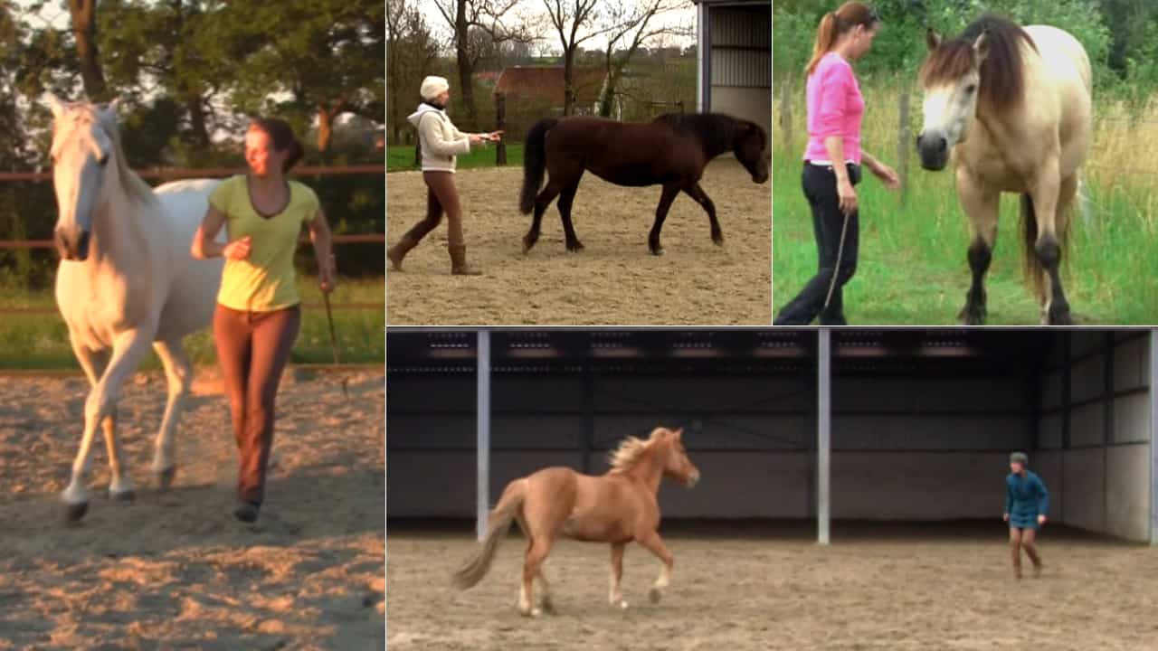 Liberty Connection Training: How To Improve The Relationship With Your Horse