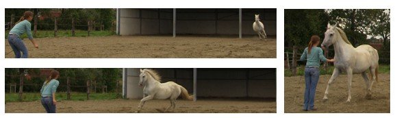 liberty training boomerang liberty training boomerang