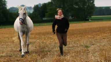 tips-to-train-your-horse