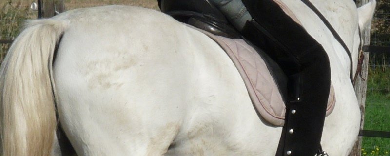 Horseback riding with feel: 5 tips