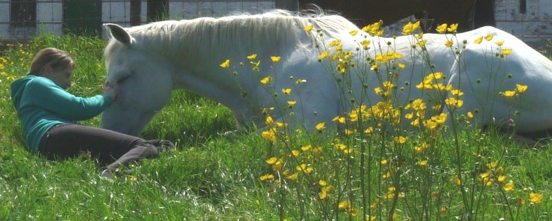 Training horses: what’s the most important thing?