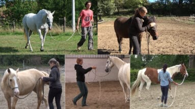 groundwork-with-horses-the-5-basic-exercises-Featured image