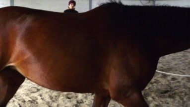 most-common-mistakes-made-when-lunging-your-horse