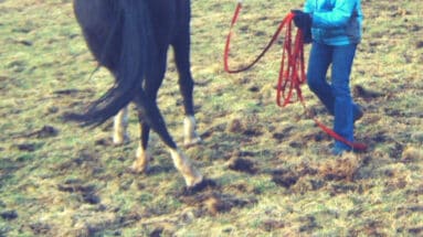 horse-doesnt-yield-for-pressure