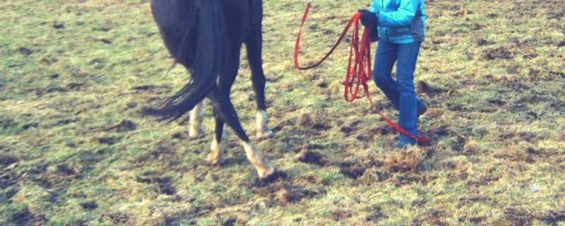 Does your horse yield to or evade the pressure?