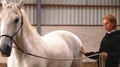 make-your-horse-to-yield-for-pressure-with-feel