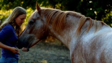 why-I-don't-do-food-based-horse-training