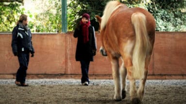 clinic-horsefulness-training-united-kingdom
