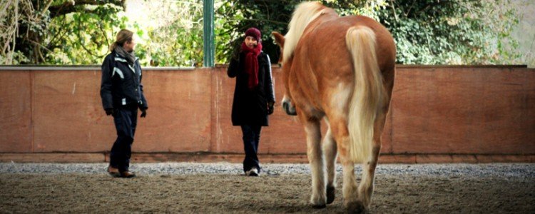 Clinic at New Barn Stables, UK