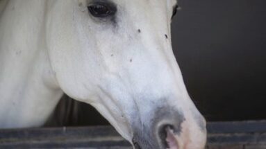 39-activities-to-do-when-your-horse-needs-to-stay-in-the-stable