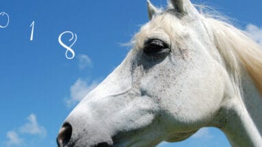 how-was-the-past-year-with-your-horse