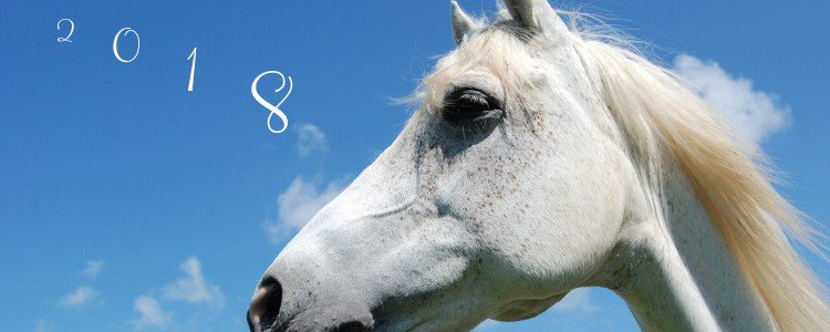 44 Reflective questions about the past year with your horse