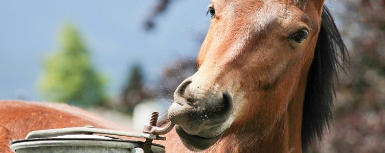 Nurturing the natural curiosity of your horse