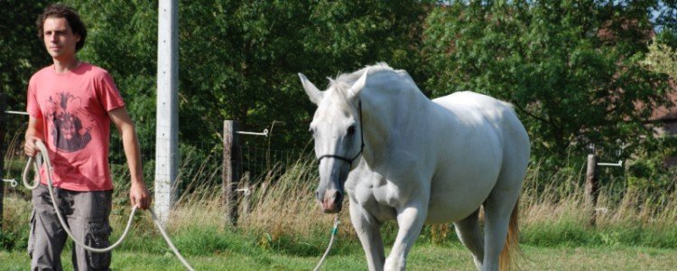 Leading your horse or being led?