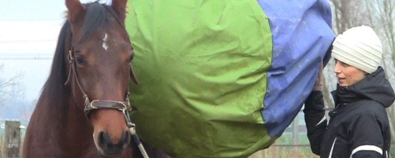 5 ways to make groundwork with your horse more challenging