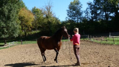 Do-horses-like-groundwork-training