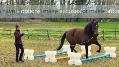 horse-training-progress-groundwork