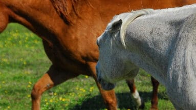 dominant-horse-what-to-do-about-it