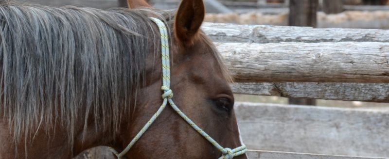 Is your horse Shutting himself off?