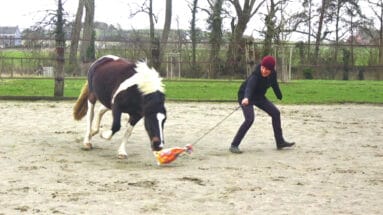 playing-with-horses-liberty-chasing