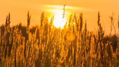 presence-horses-liberty-training