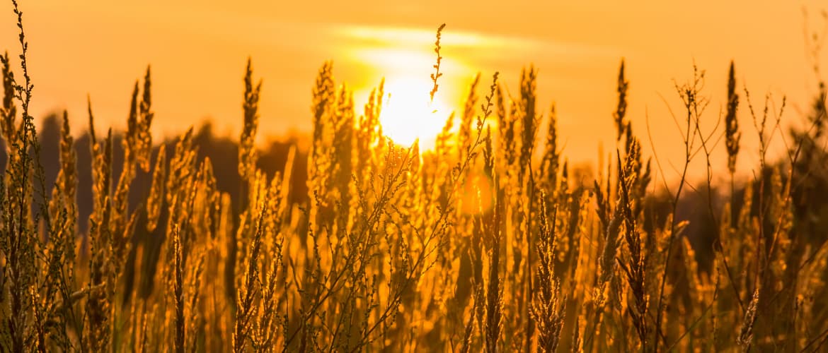 Pure presence with horses