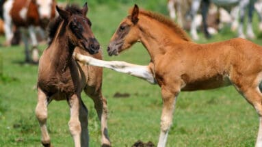 character-horse-difficult