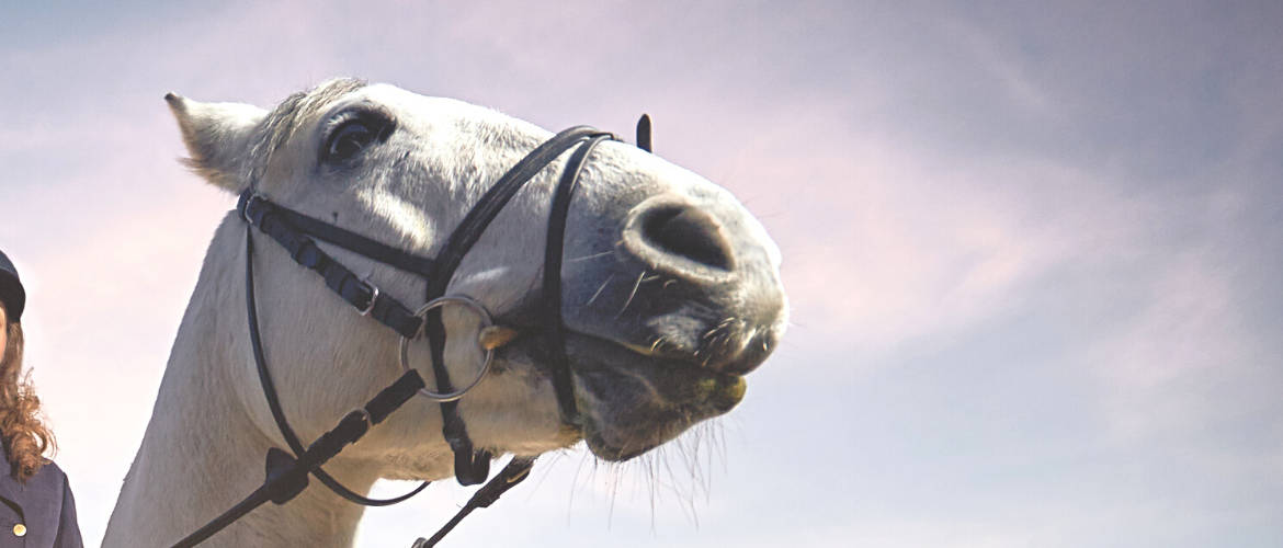 Cassandra pulled the reins out of Sofie’s hands