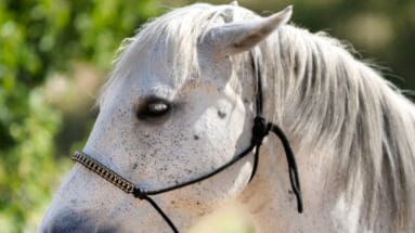 horse-refuses-to-move