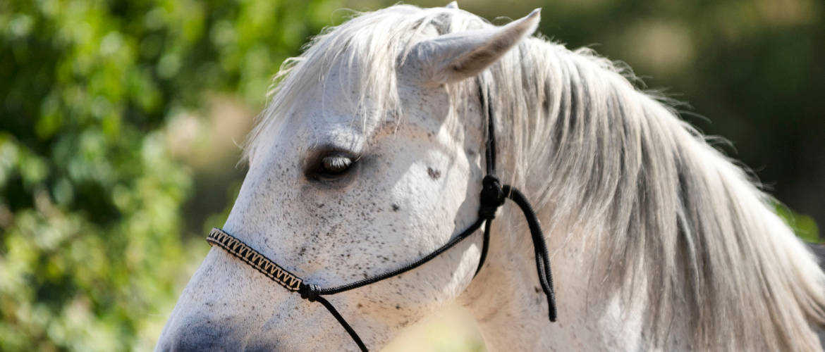 “I’m struggling so much with my mare who refuses to move…”