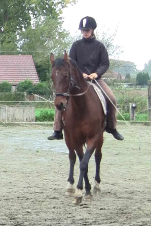 connected riding half pass