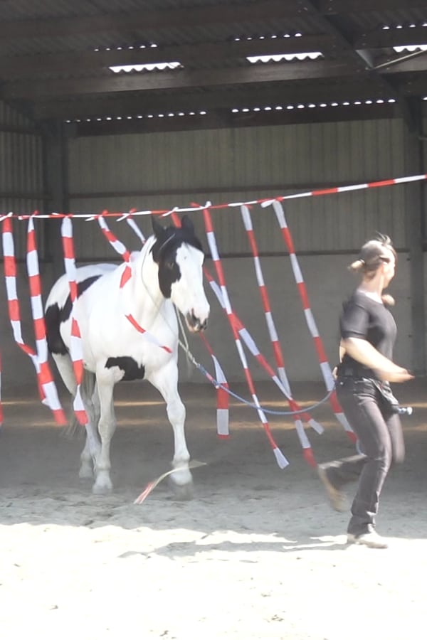 fear training in groundwork with the neck rope Karine leading a horse on a neck rope through a curtain of ribbons