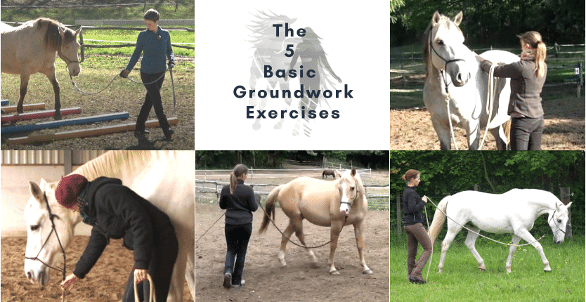 the 5 basic groundwork exercises for horses