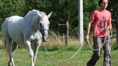 leading-horses-groundwork-Featured image