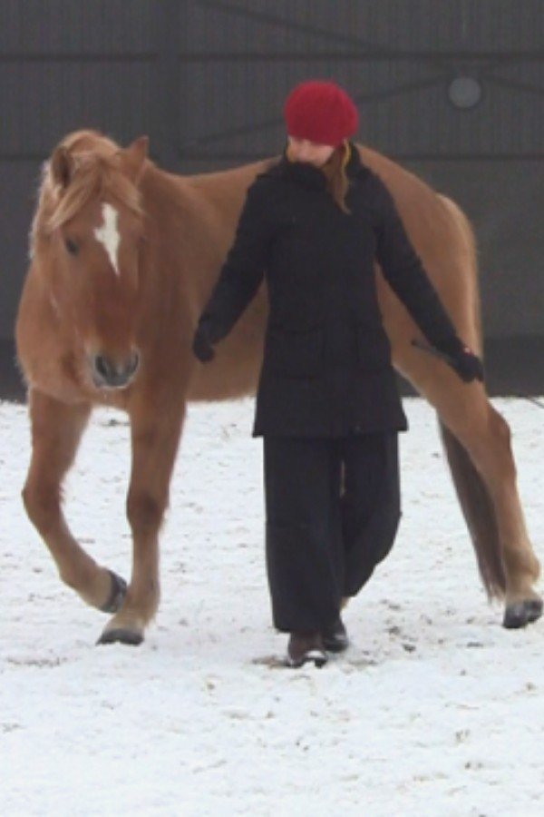 liberty training horses liberty training horses