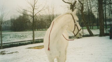 my-first-own-horse-niki-Featured image