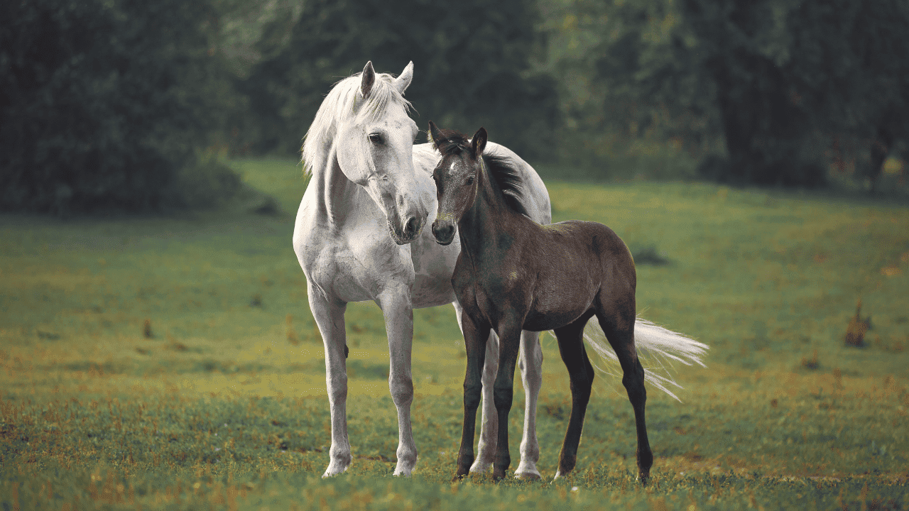 Mares are less reliable, oversensitive, fickle, and aloof? How