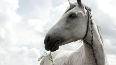 horse-tied-ground-rope-Featured-image