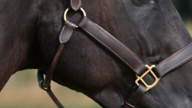 Horse-puts-nose-in-halter-himself-Featured image
