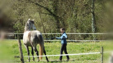remaining-calm-and-patient-when-working-with-your-horse-Featured image.