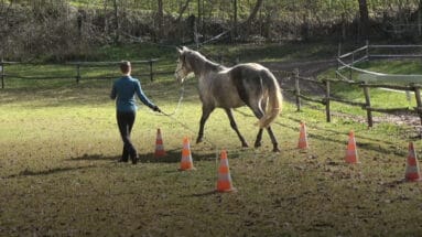 groundwork-with-horses-circling-Featured image