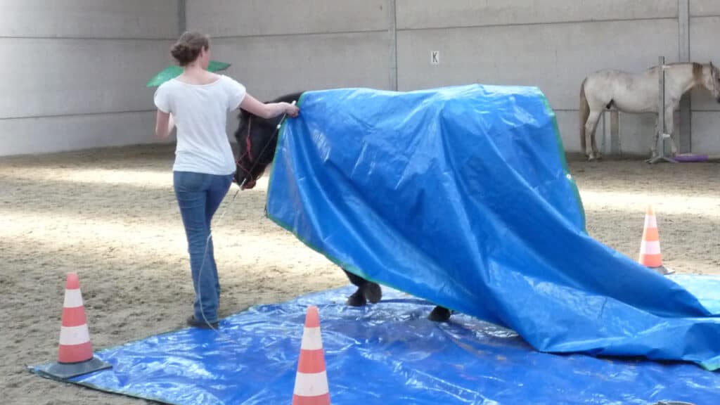 groundwork-with-horses-tarpaulin.featured-image-png groundwork-with-horses-tarpaulin.featured-image-png