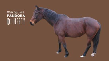 Walking in liberty with pandora